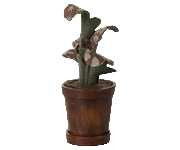 Cactus plant in a wooden pot on a transparent background