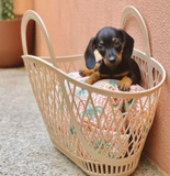 Sun Jellies Betty Basket